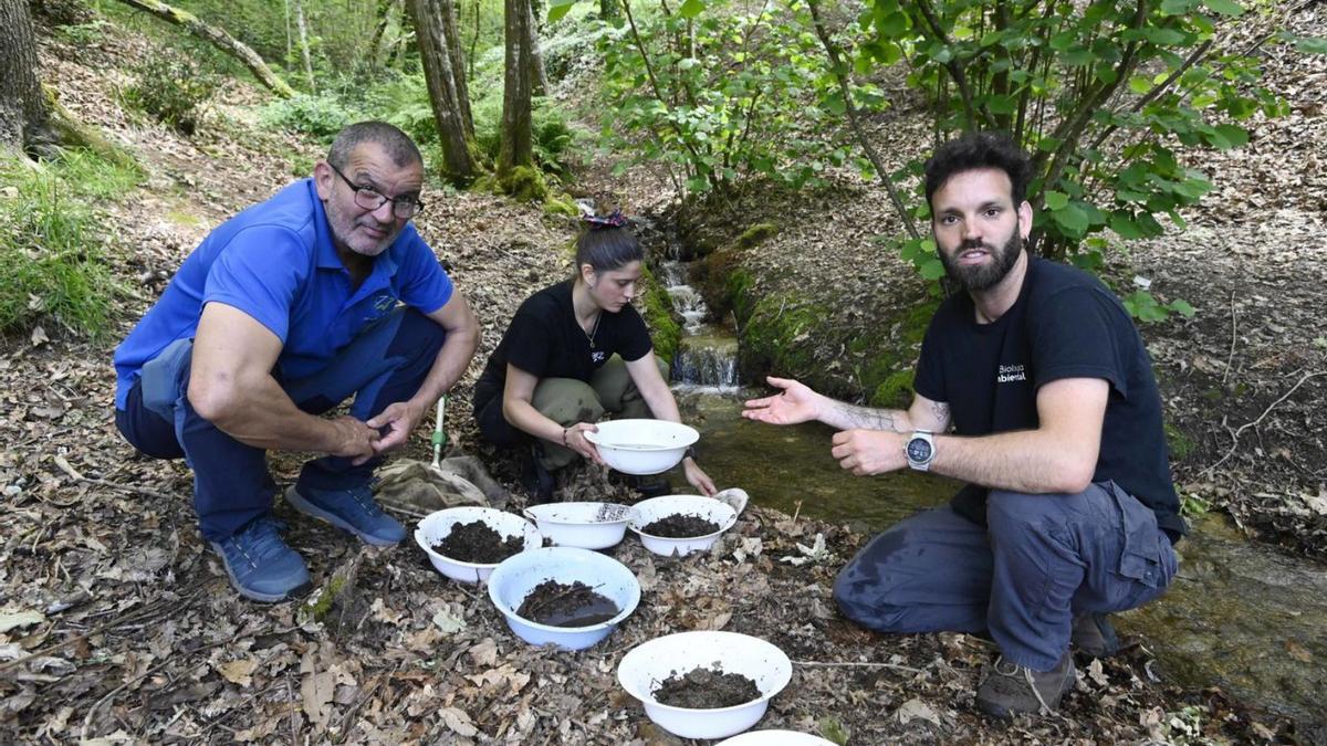 A la izq., Uxío González, pdte. de la Mancomunidad, con Ailin y David, de la UVigo. Obtienen muestras de macroinvertebrados para conocer la calidad del auga en un regato.