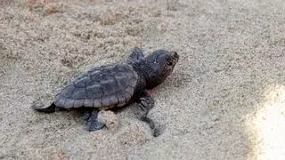 Tarragona busca voluntarios para custodiar nidos de tortugas marinas
