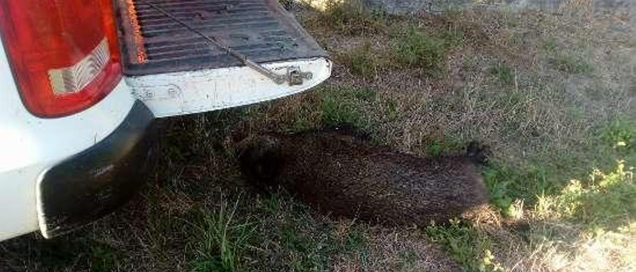 Jabalí cazado cerca de unas casas en un pueblo de Boborás. // A.F.