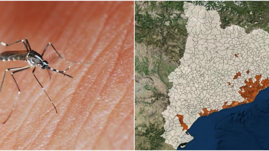 Estàs en perill? Comprova aquí el risc de malalties transmeses per mosquits a cada municipi