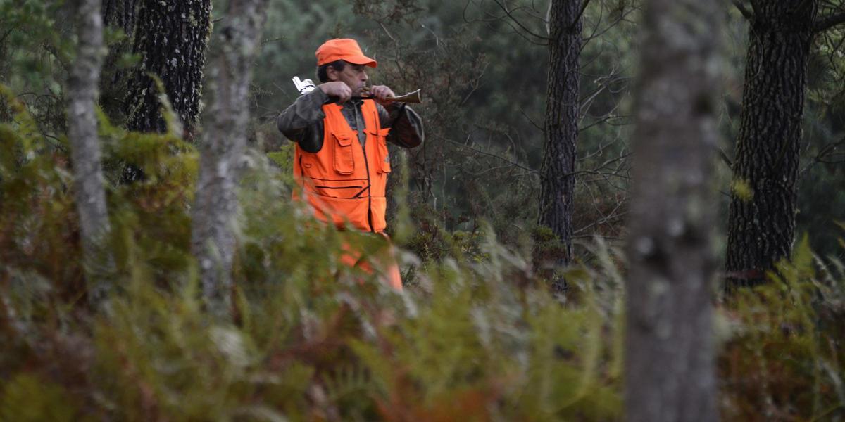 Caza de jabalí, esta temporada.
