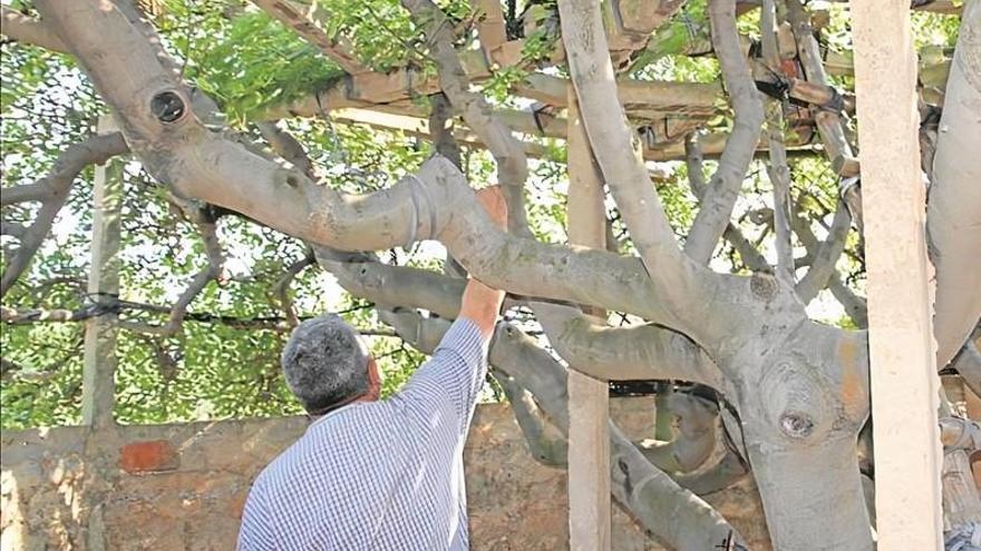 Luz verde a la prueba del cesto malla como alternativa al parany tradicional