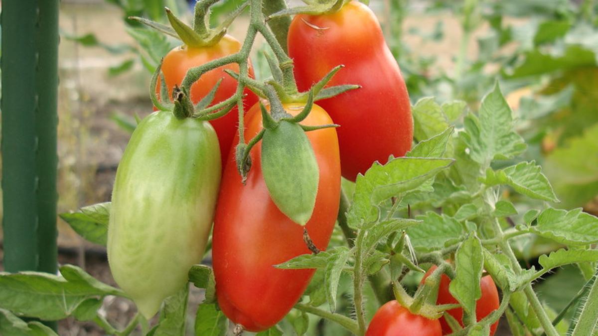 Variedad de tomate en la planta.