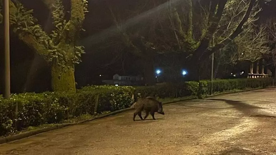 Un jabalí se pasea por la Alameda de Santiago