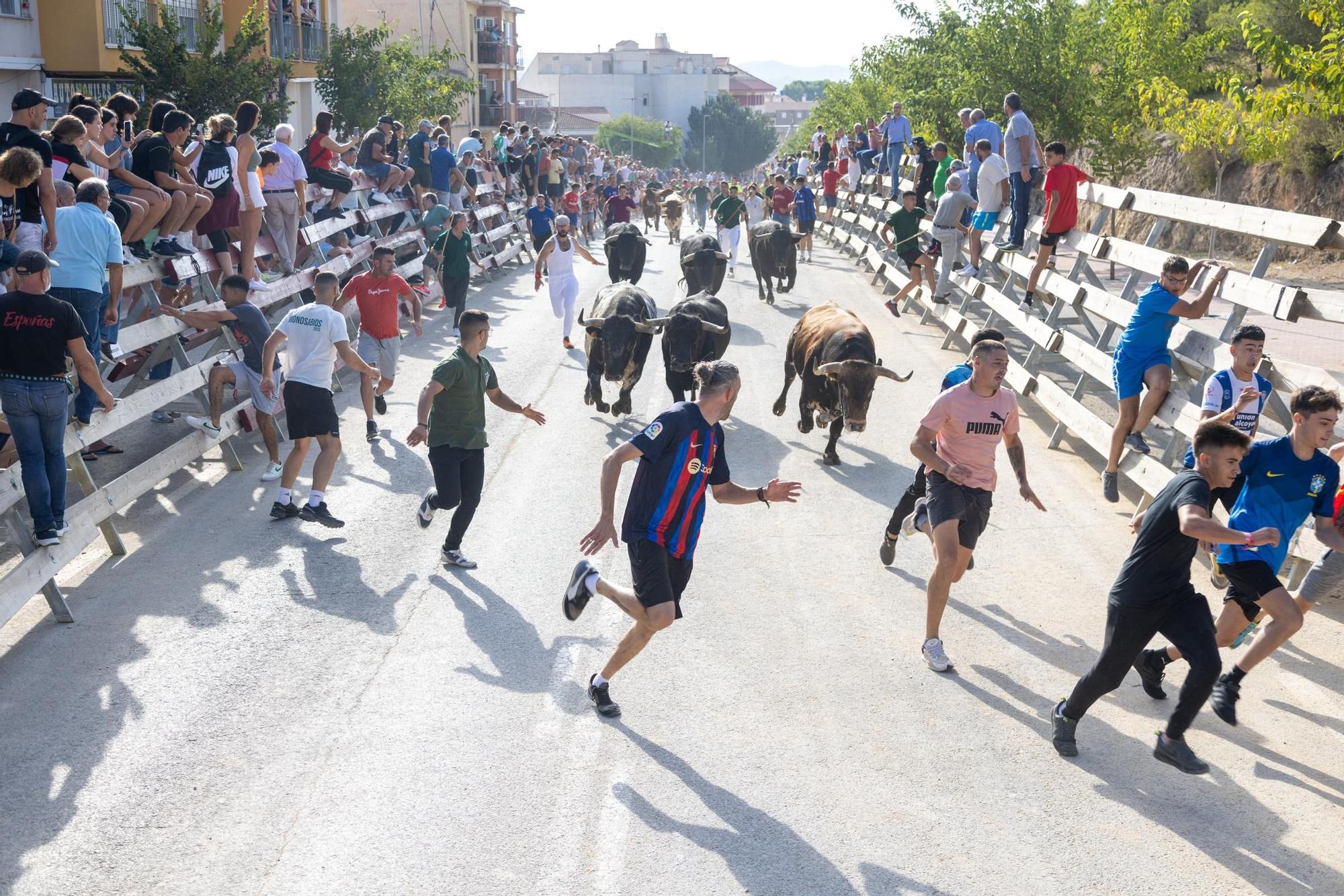 Cuarto encierro de la Feria Taurina del Arroz en Calasparra