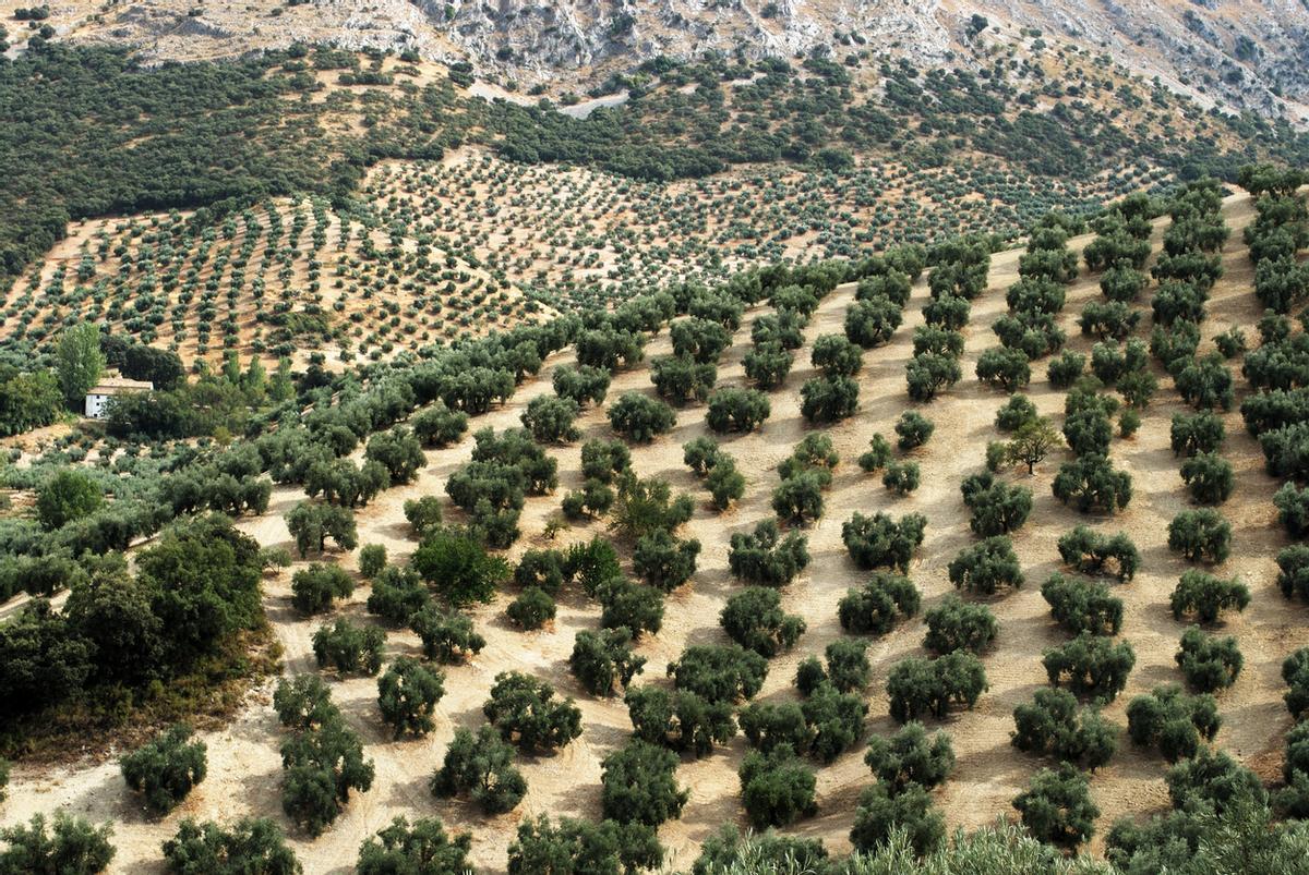 Olivares, Priego de Cordoba