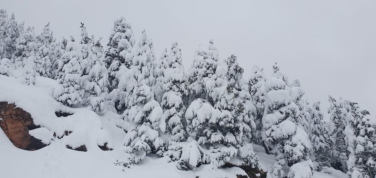 Les nevades de l'últim mes han acumulat prop d'un metre de neu a les obagues dels Rasos de Peguera