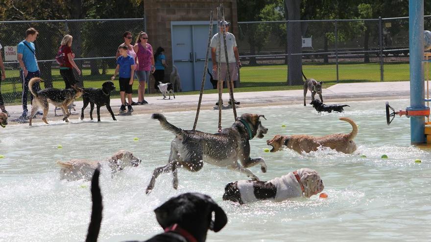 L&#039;actual onada de calor pot afectar &quot;greument&quot; més de 30 milions d&#039;animals de companyia a Espanya, alerta PACMA