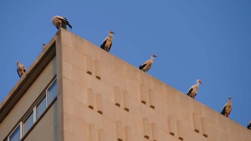 Desenes de cigonyes fan parada a Figueres