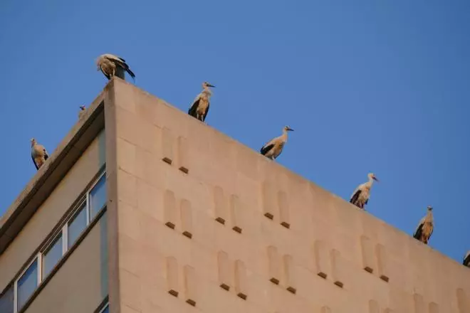 Desenes de cigonyes fan parada a Figueres