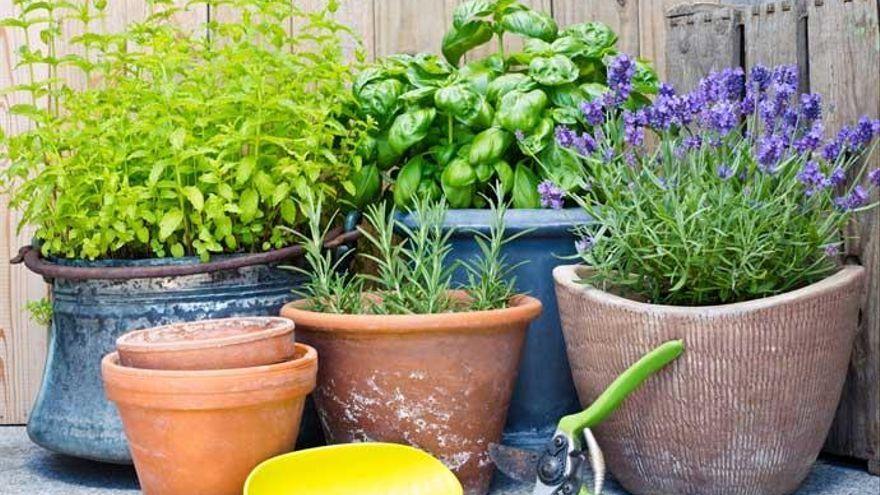 Plantes que pots tenir a casa per evitar mosquits