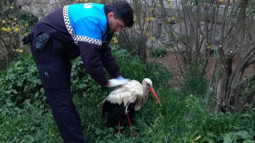 Un municipal, auxiliando a la cigüeña