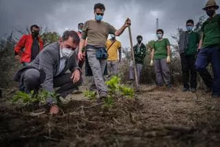 Santa Cruz de Tenerife reforestará el bosque de Las Mesas y lo convertirá en una zona de ocio