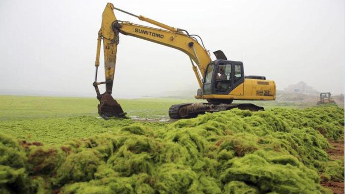 Una platja de la Xina pateix la invasió d’algues més gran de la història