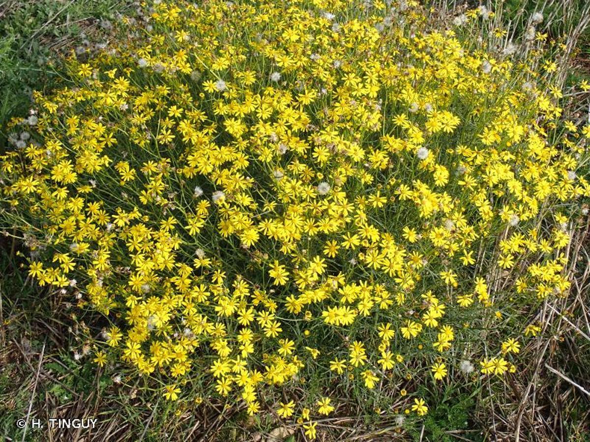 Son especies que forman grandes floraciones amarillas