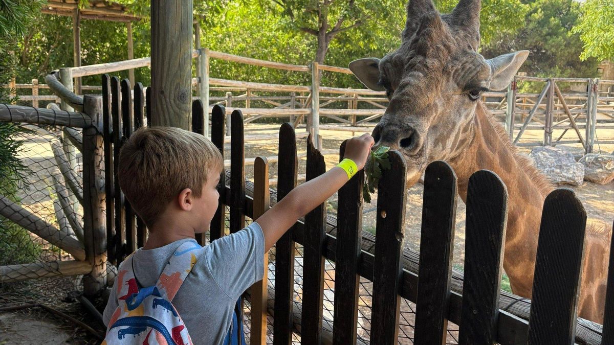 Un niño da de comer a una jirafa en el parque murciano de Terra Natura.