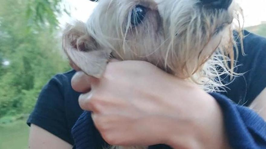El rescate de un perro por unos jóvenes en el Guadalquivir se hace viral