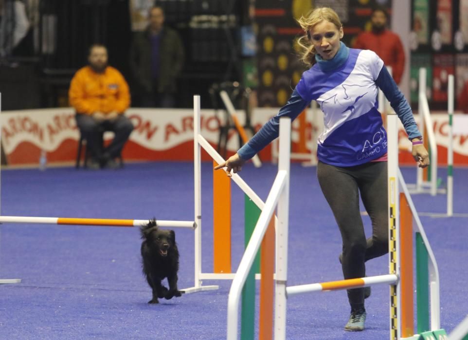 La exposición canina vuelve a contagiar la fiebre perruna en Vigo