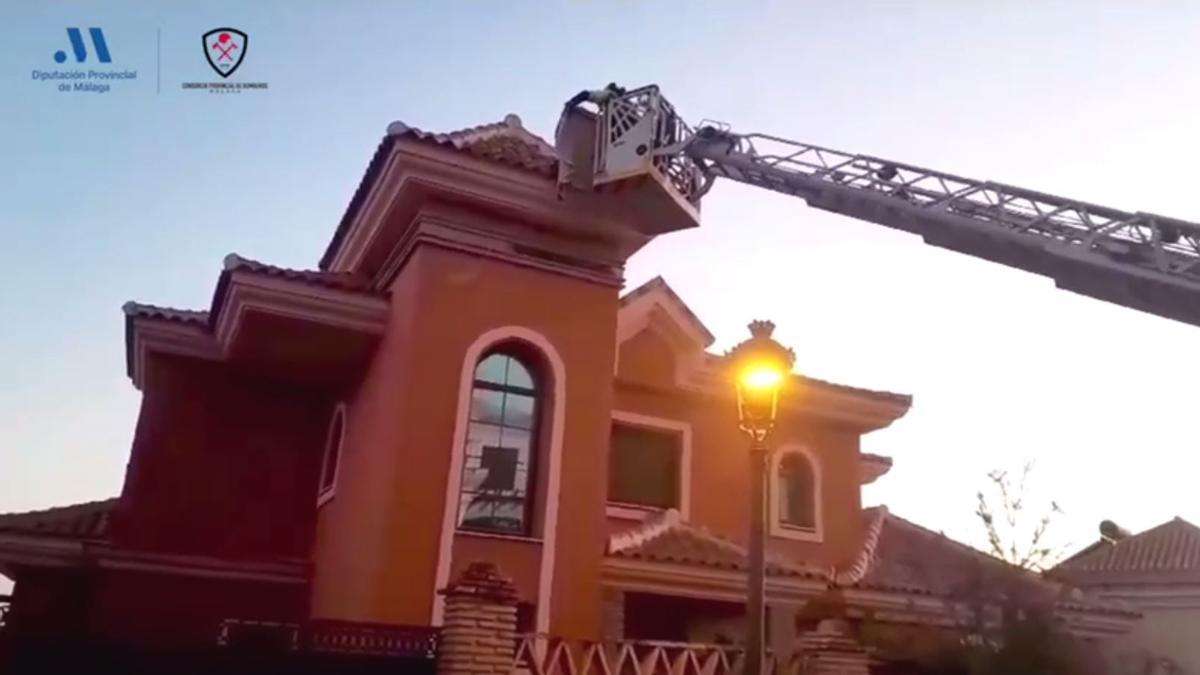 Operación de rescate del buitre leonado.
