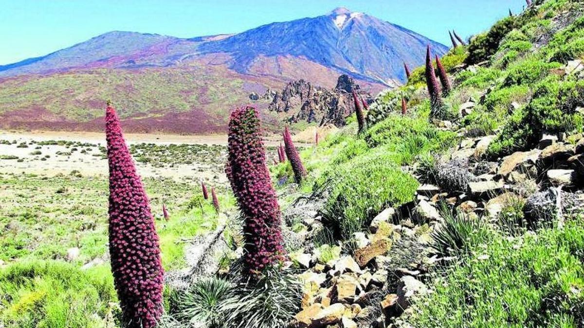 Tajinastes y retamar en el Parque Nacional del Teide, en Tenerife.