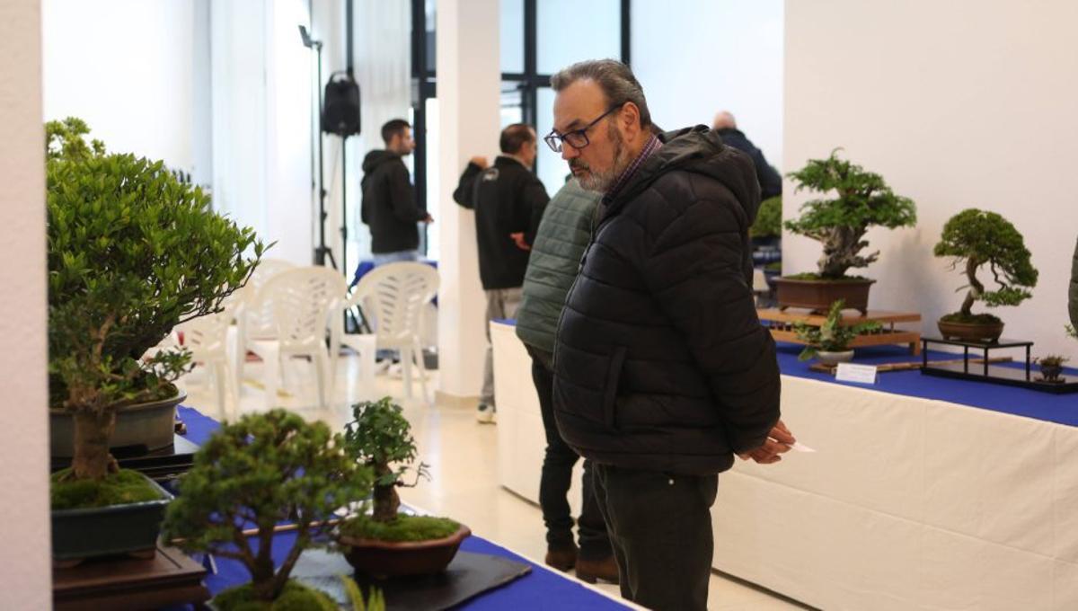 Exposición de bonsáis en la Sala Abanca.  | BERNABÉ/ AMANDA CASTRO