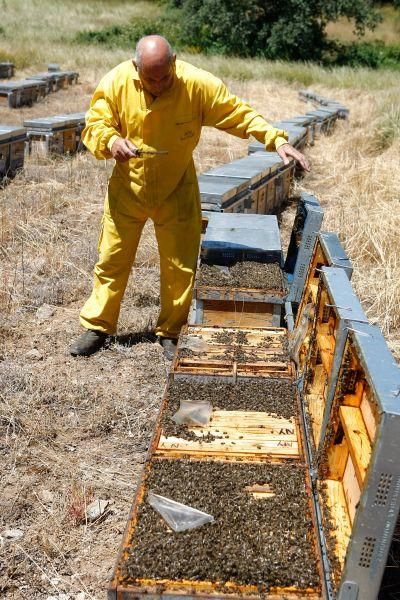 Colmenas con abejas muertas en San Vitero