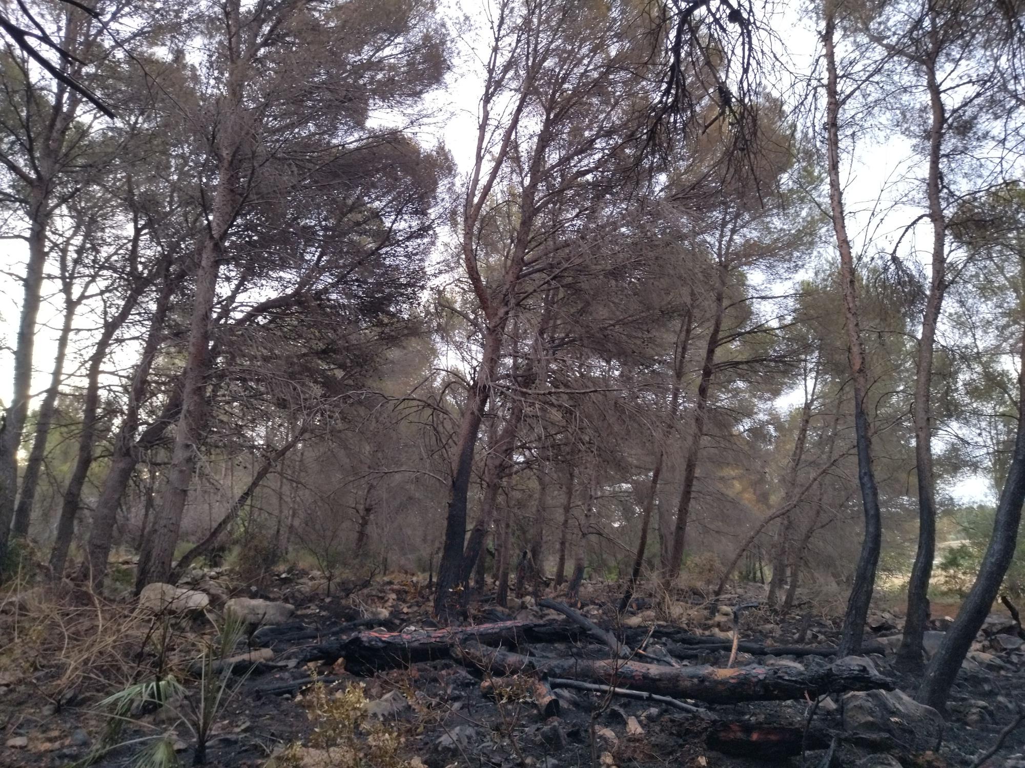 La lluvia refresca el bosque calcinado por el enésimo incendio en el Montgó