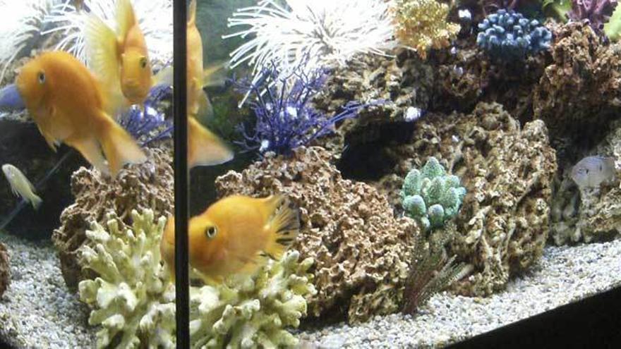 Los peces también son una de las opciones favoritas como mascotas.