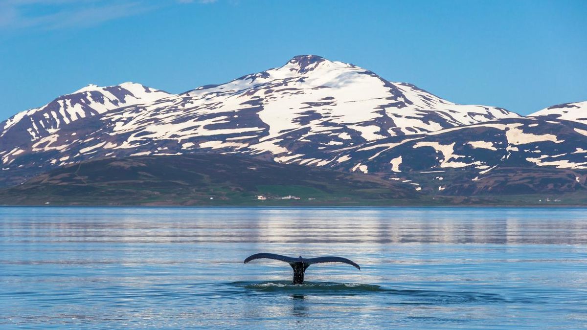 Las ballenas se adentran en los fiordos, desde donde puden ser avistadas por los turistas