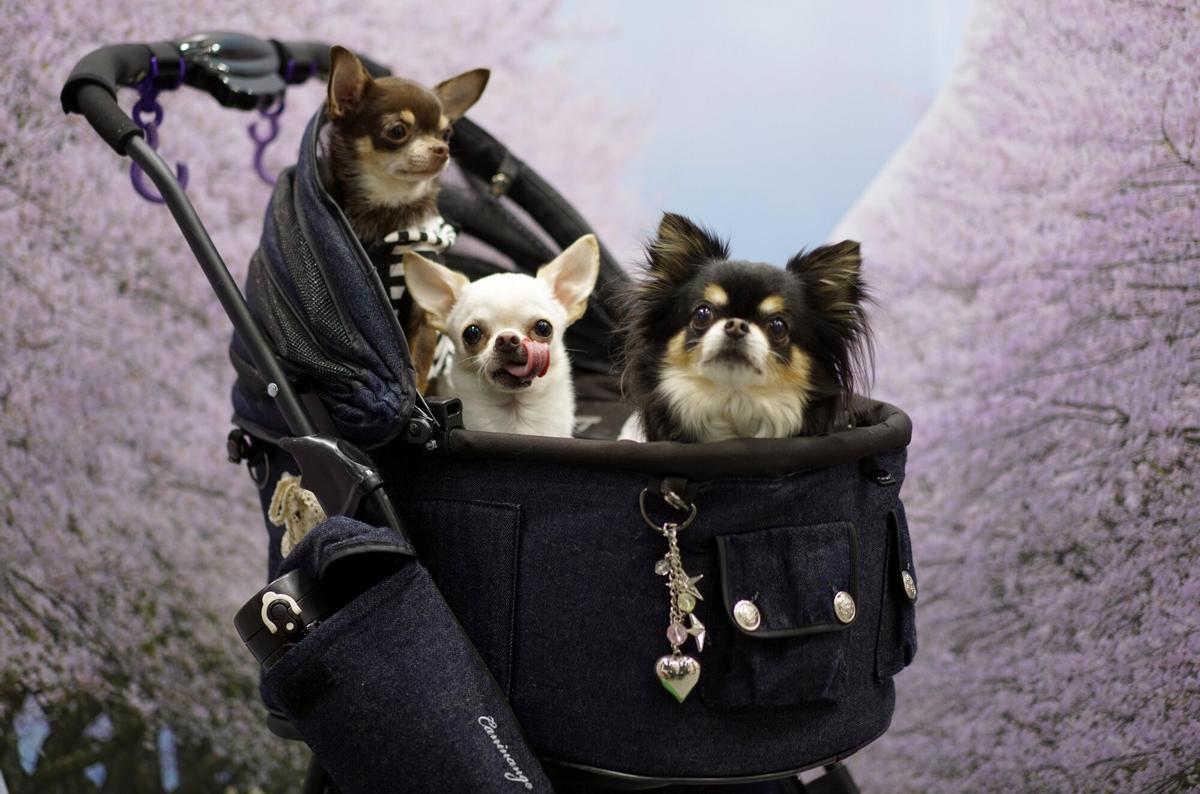 Chihuahuas sentados en un carrito.