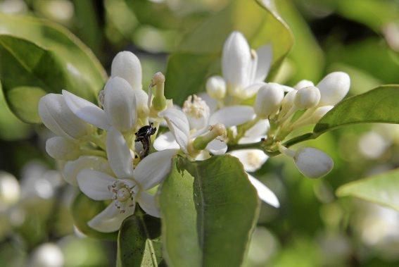 Auf der biologischen Zitrus-Plantage Ecovinyassa in Sóller ziehen die weißen Blüten nicht nur Bienen an.