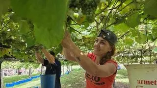La vendimia alcanza su recta final con un ritmo frenético en los viñedos y 40 millones de kilos de uva
