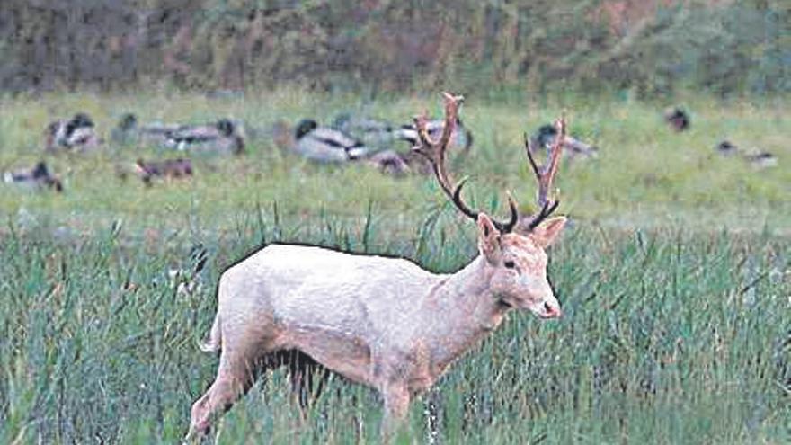 La daina blanca continua als Aiguamolls de l&#039;Empordà