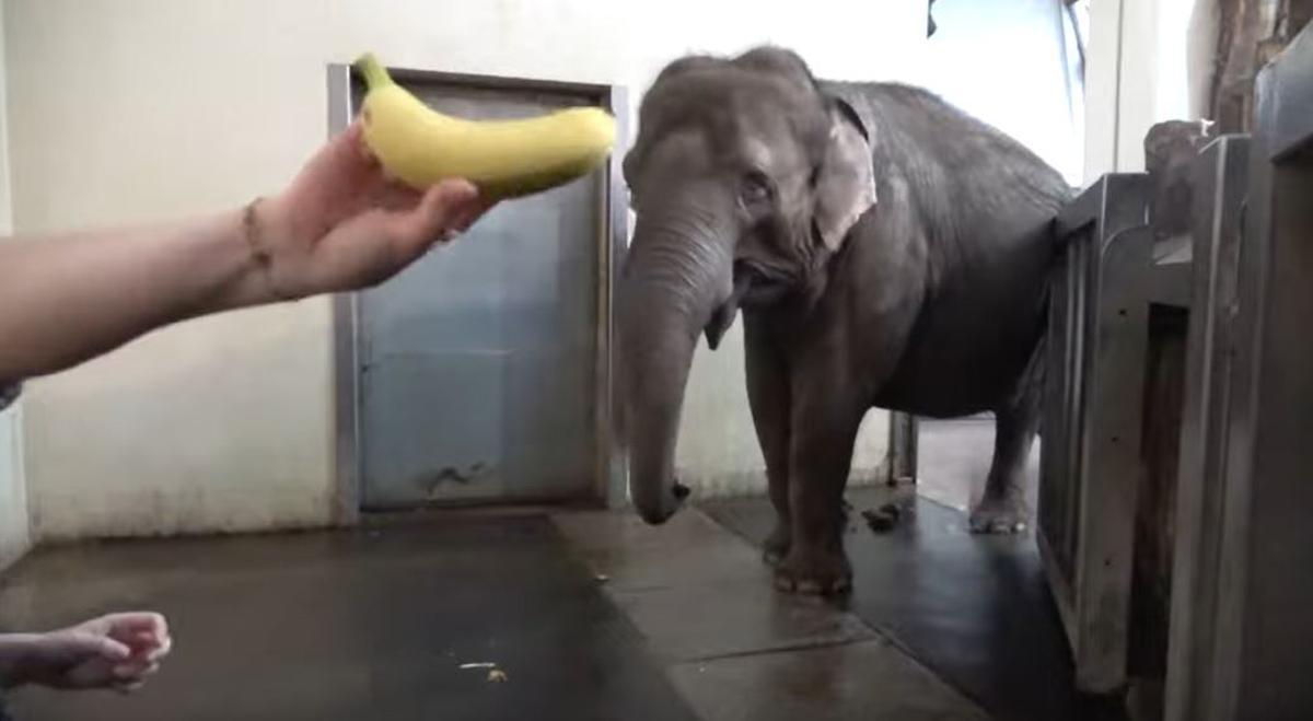 La elefanta, poco antes de pelar un plátano