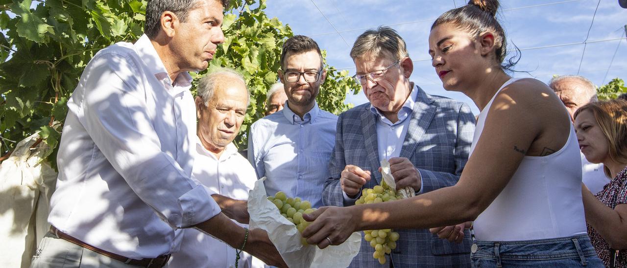 Mazón, Puig y Mollà coinciden en el acto del primer corte del racimo de uva en Novelda.