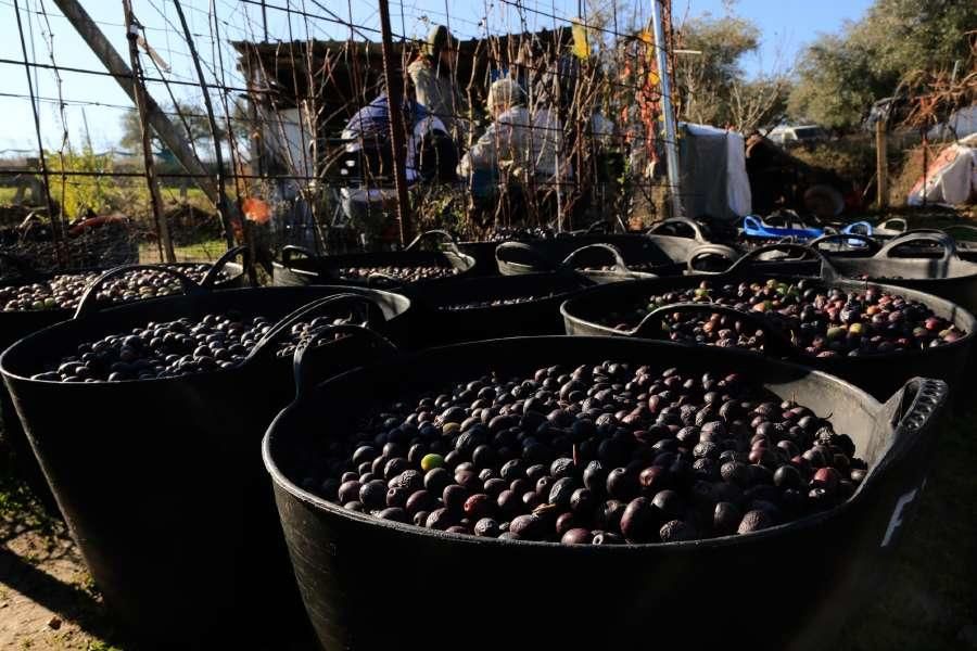 Recogida de aceituna en Fermoselle