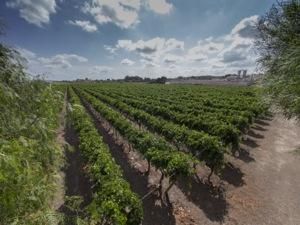 Vinos de Alicante, vinos de primera división