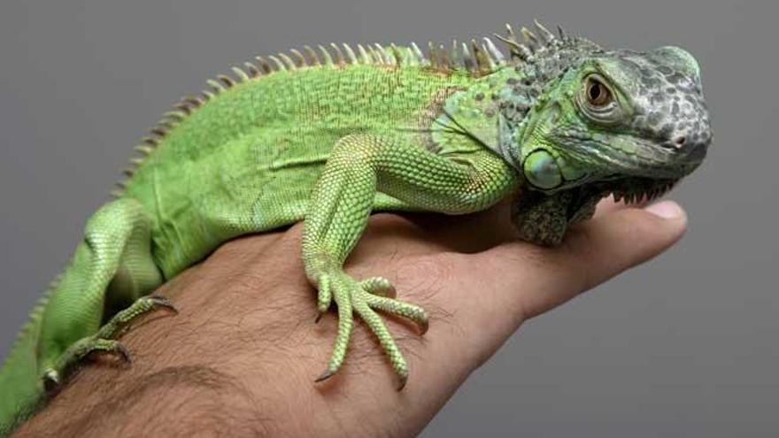 Existen muchos reptiles aptos para el hogar, como las iguanas