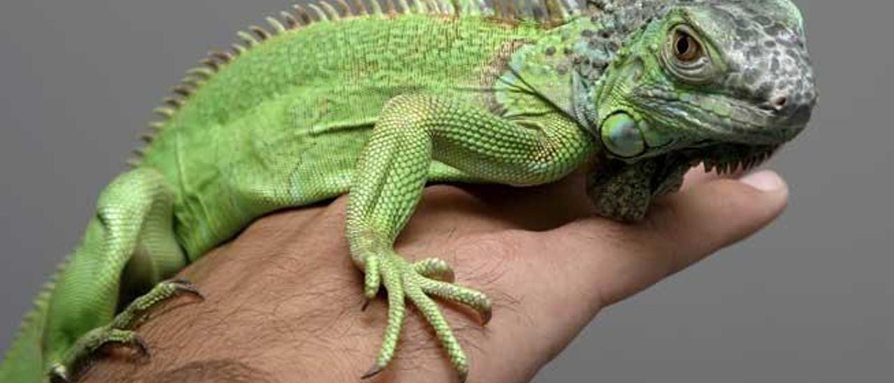 Una iguana.