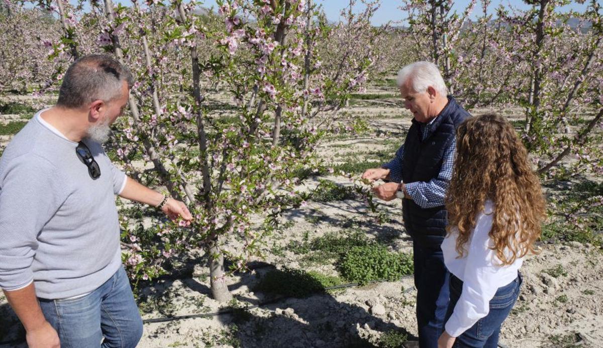 Pascual Hortelano, responsable sectorial de Fecoam, observa con técnicos de la federación los frutales en floración.