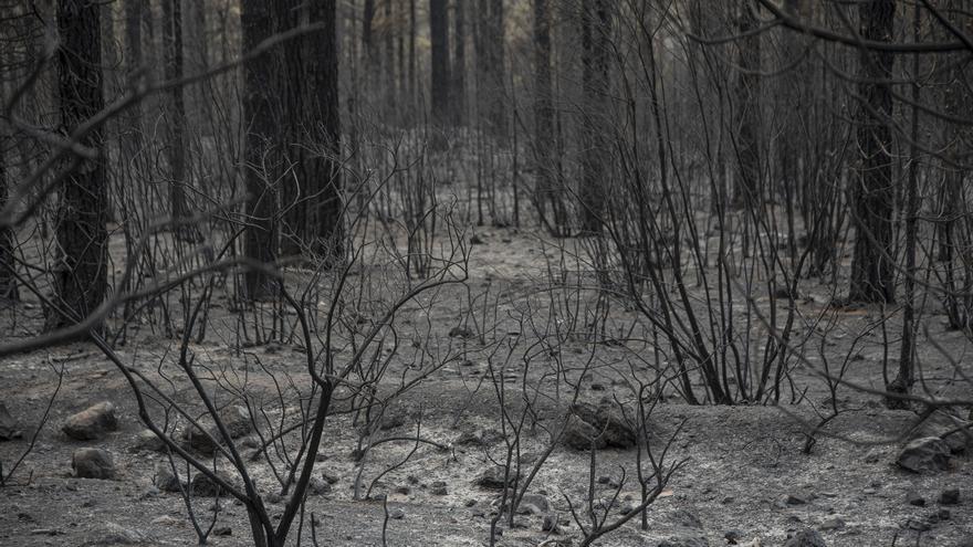 The Tenerife fire continues to stabilize and without expanding its perimeter