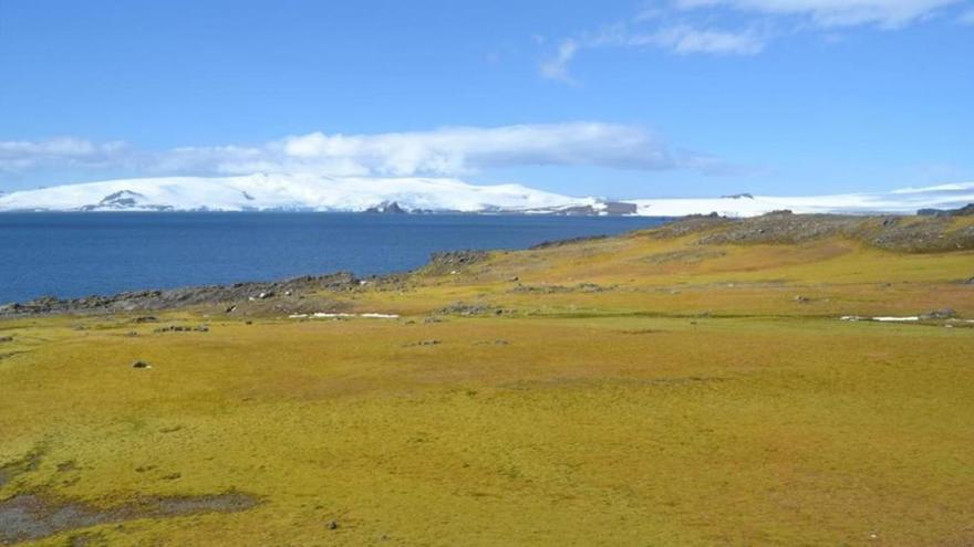 El verde avanza en la Antártida