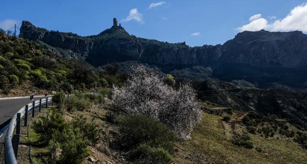 Almendros en flor
