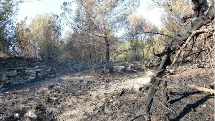 El fuego afectó a una pinada de gran valor natural.