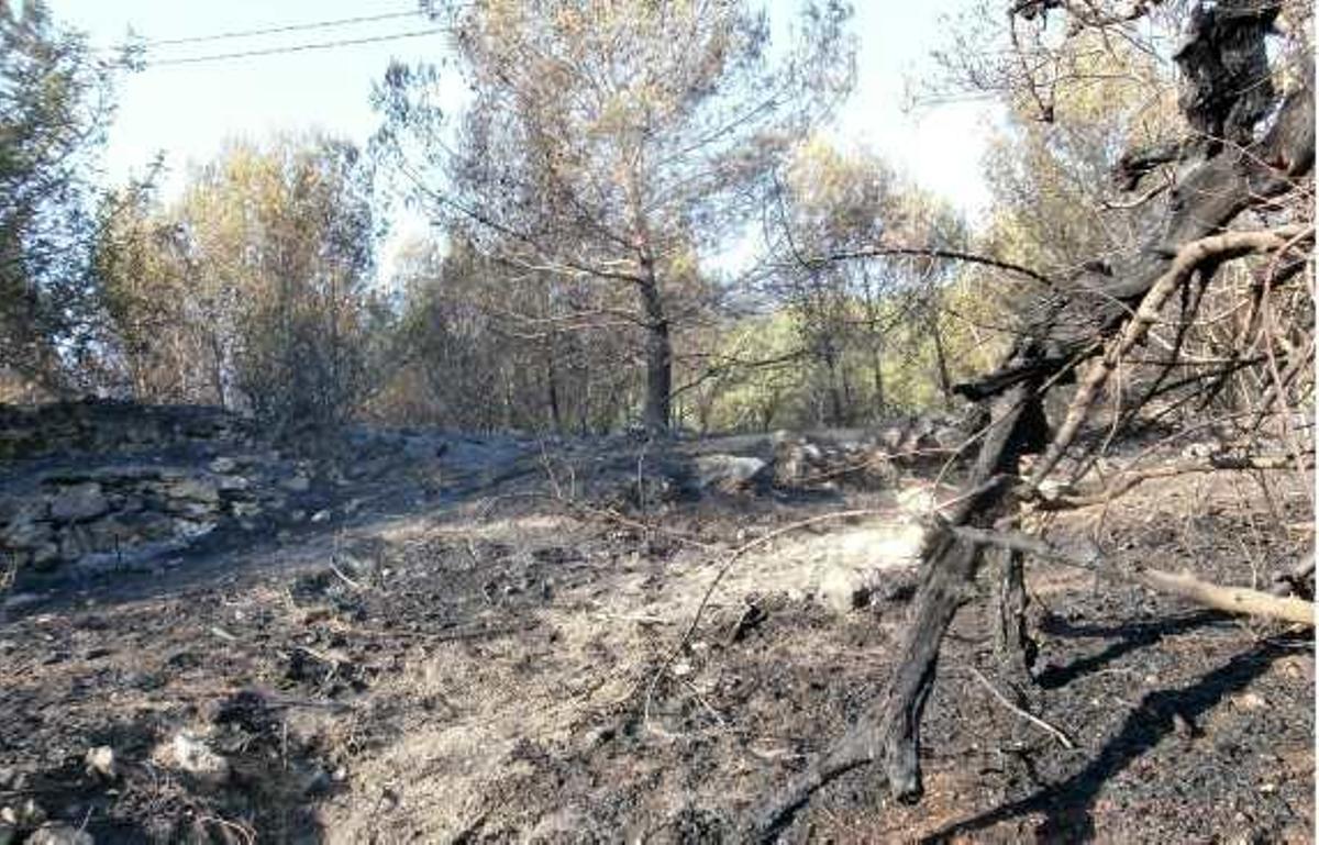 El fuego afectó a una pinada de gran valor natural.