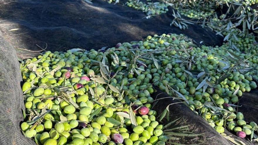 Coto Bajo Explotaciones, situada en Guadalcázar.