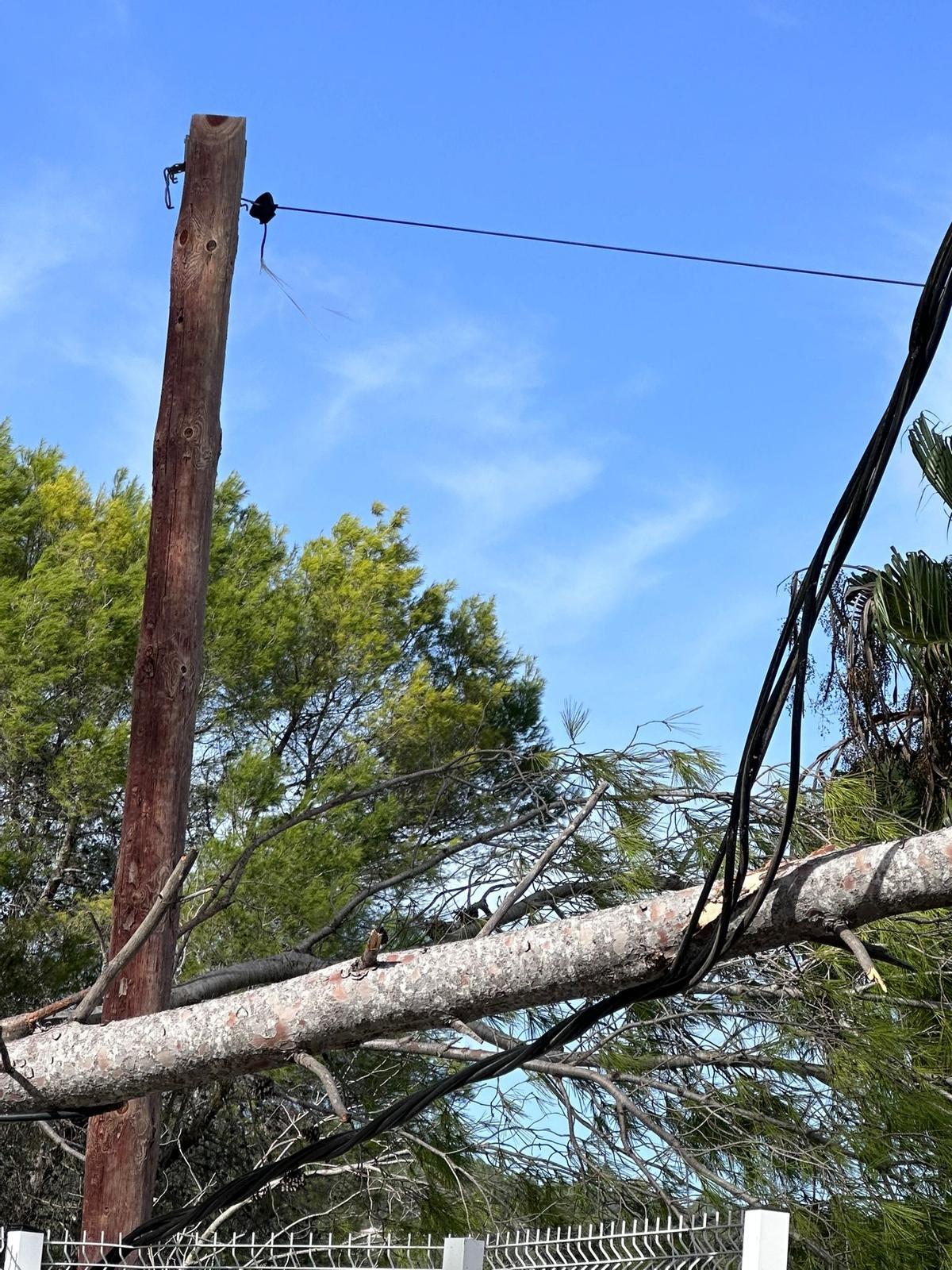 El pino cortó el tendido eléctrico y dejó sin suministro a varios vecinos de Bixquert.