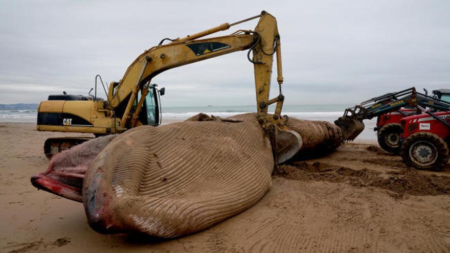 Retiran la ballena muerta en una playa de Vizaya con ayuda de una excavadora