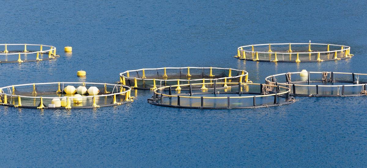 La acuicultura sigue en expansión en el Mediterráneo