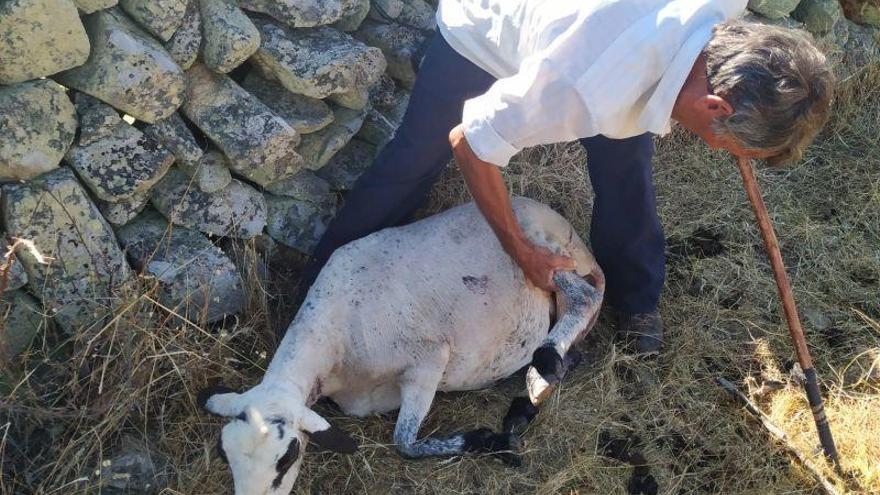 El ganadero de Palazuelo observa una oveja herida